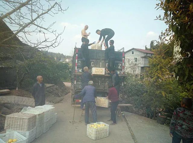 县委宣传部帮助贫困户销售柠檬