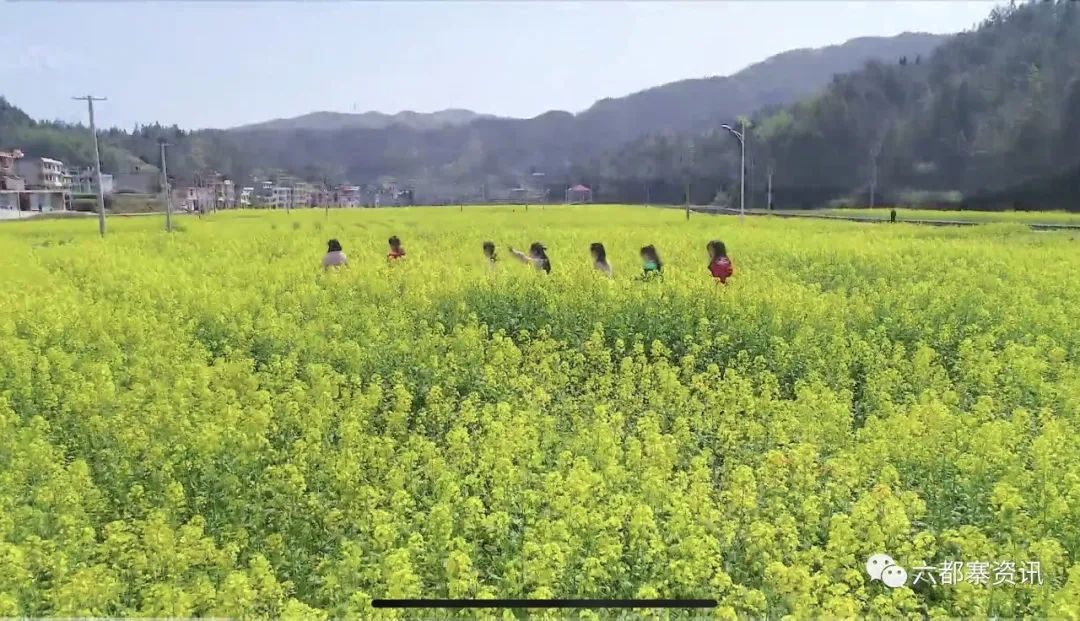 隆回西山的油菜花开，美爆了！