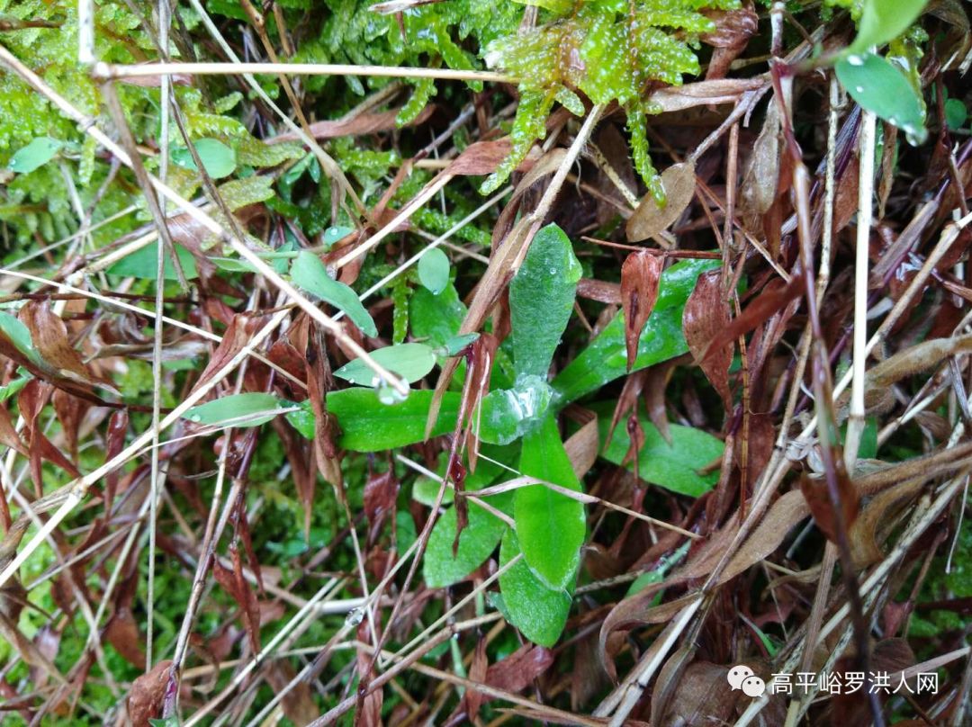 隆回高平这种神奇的水印草，用处太多了！