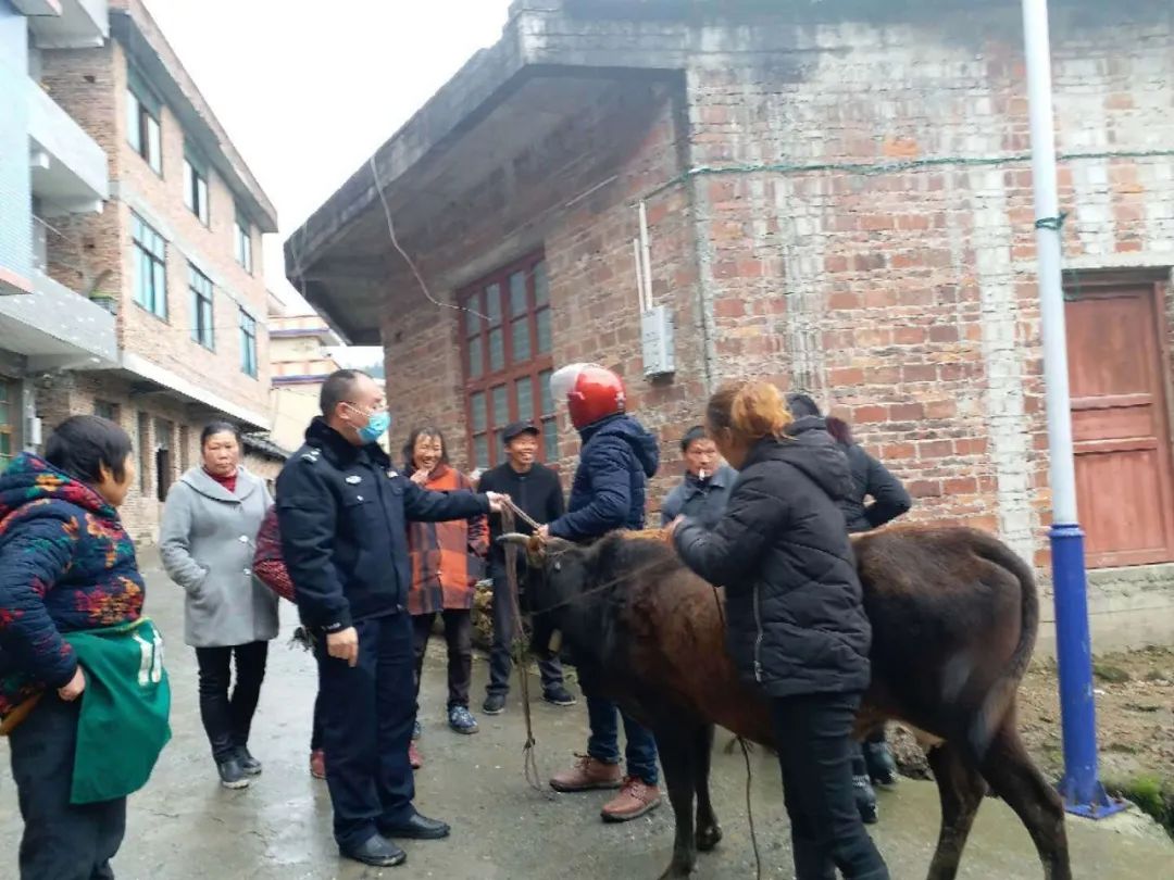 点赞！隆回一村民丢了一耕牛，民辅警冒雨寻回！
