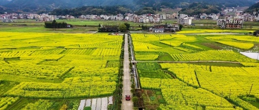 遇见隆回醉美花的海洋，美到窒息！你去过吗?