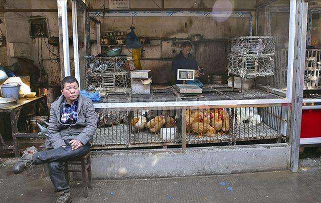 安岳城区农贸市场、商场超市、门店、餐饮服务等单位一律停止活禽、活兔的交易和宰杀