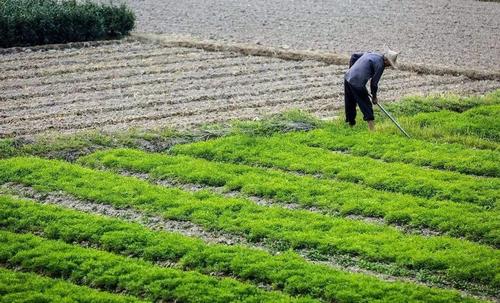 隆回县政府发文：抛荒两年，依法收回耕地！