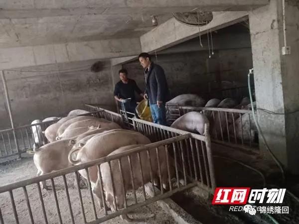 隆回罗洪镇一贫困户在帮扶干部帮助下养了110余头猪，脱贫致富！