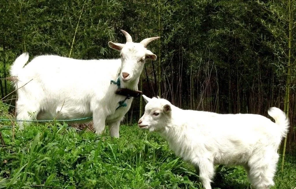 隆回高平镇彭升村民放养在十重大界的18只羊不见了