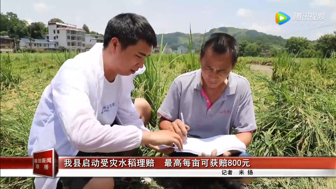 隆回县启动受灾水稻理赔 最高每亩可获赔800元
