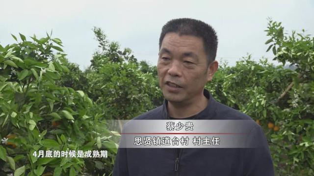 五一长假去哪儿玩（一）——思贤镇道台村，静享田园风光