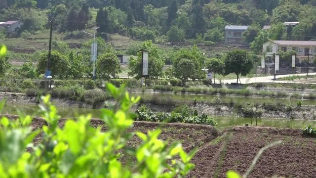 五一长假去哪儿玩（三）——柳溪村享受乡村休闲时光