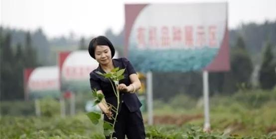 “土坨坨”成致富“金疙瘩”，安岳“红薯妹妹”种的它曾“走进”人民大会堂