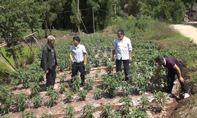 黄志帅：驯龙镇菩提村脱贫攻坚领头人