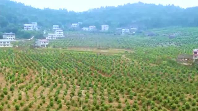 酸柠檬带来甜日子，安岳这个山村大变样