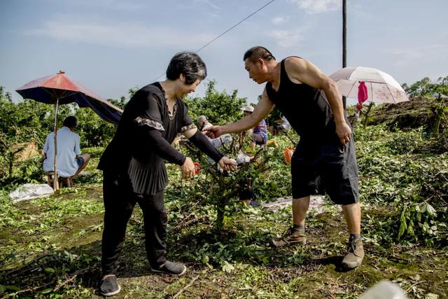 大丰收！安岳县纸马村花椒产量喜人，带动群众增收致富