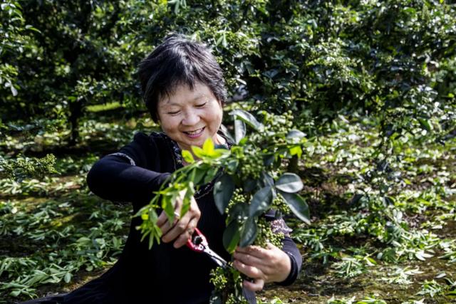 大丰收！安岳县纸马村花椒产量喜人，带动群众增收致富