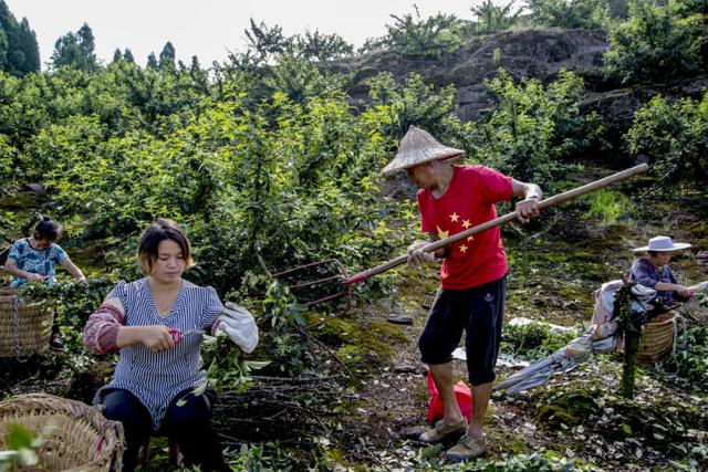 大丰收！安岳县纸马村花椒产量喜人，带动群众增收致富