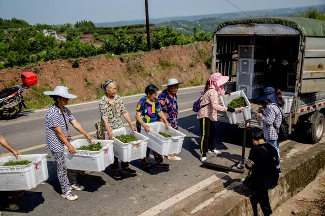 大丰收！安岳县纸马村花椒产量喜人，带动群众增收致富