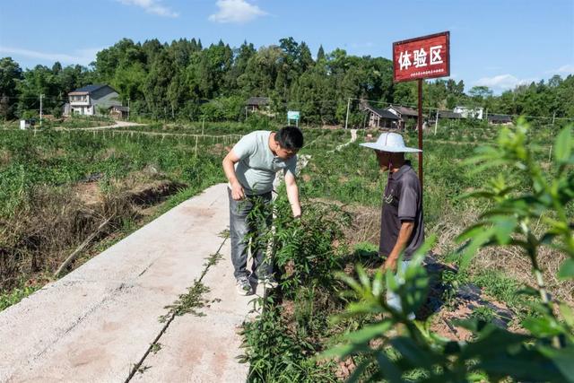 争创天府旅游名县丨卧佛镇芦龙村文旅扶贫项目初见成效