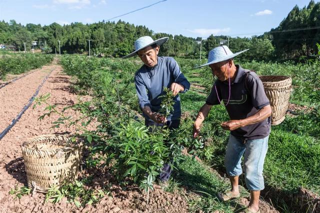 争创天府旅游名县丨卧佛镇芦龙村文旅扶贫项目初见成效