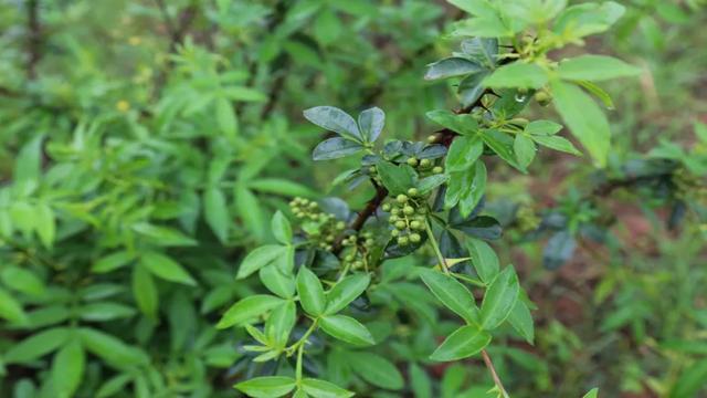 天林镇刘正友：漫山遍野花椒熏，返乡创业馈乡亲