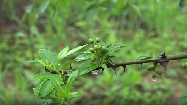 天林镇刘正友：漫山遍野花椒熏，返乡创业馈乡亲