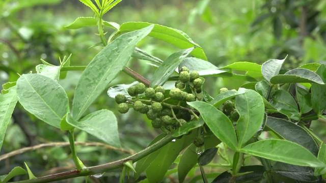 天林镇刘正友：漫山遍野花椒熏，返乡创业馈乡亲