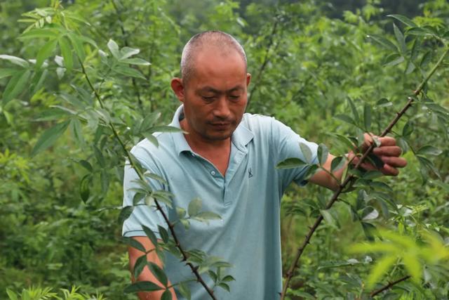 天林镇刘正友：漫山遍野花椒熏，返乡创业馈乡亲