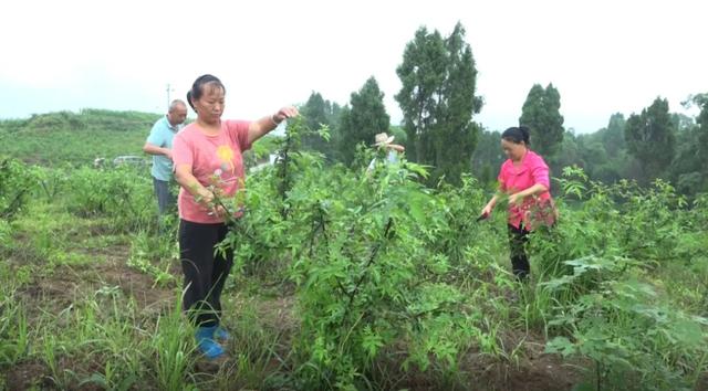 天林镇刘正友：漫山遍野花椒熏，返乡创业馈乡亲