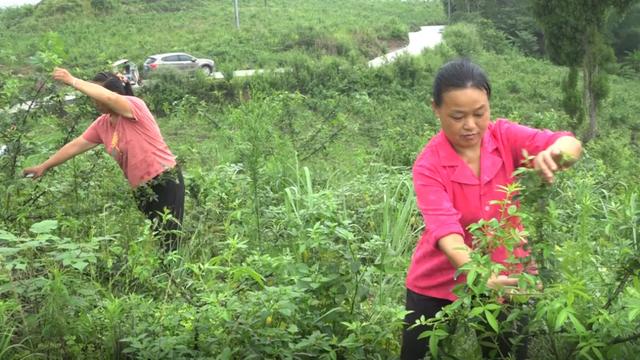 天林镇刘正友：漫山遍野花椒熏，返乡创业馈乡亲