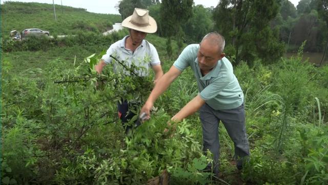 天林镇刘正友：漫山遍野花椒熏，返乡创业馈乡亲