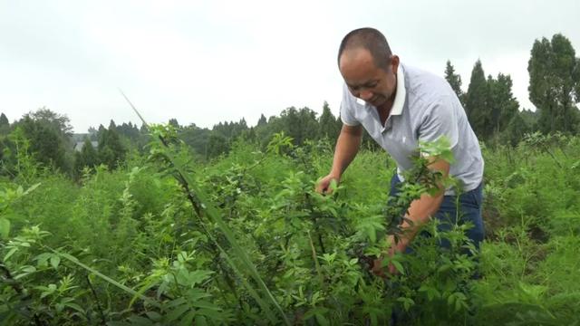 天林镇刘正友：漫山遍野花椒熏，返乡创业馈乡亲