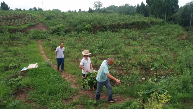 天林镇刘正友：漫山遍野花椒熏，返乡创业馈乡亲