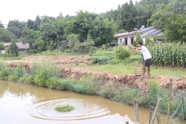 安岳卧佛镇：“藤椒鱼、麻辣小龙虾”的脱贫致富经