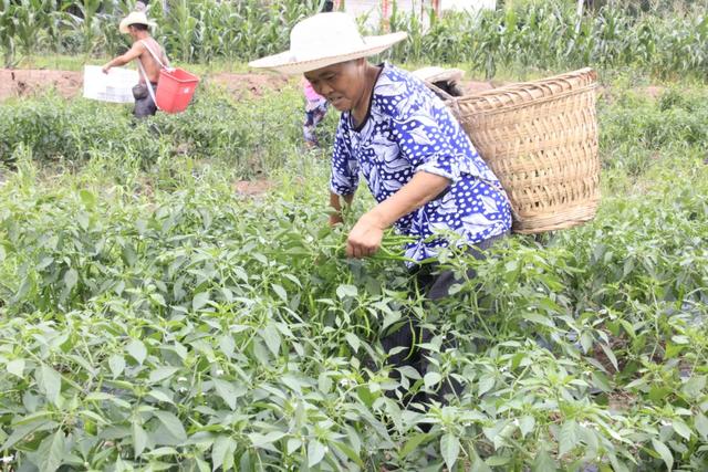 安岳卧佛镇：“藤椒鱼、麻辣小龙虾”的脱贫致富经