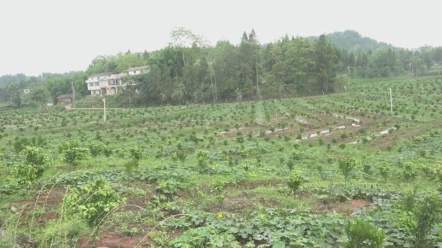 “龙头企业+”模式，安岳走出一条产业扶贫道路