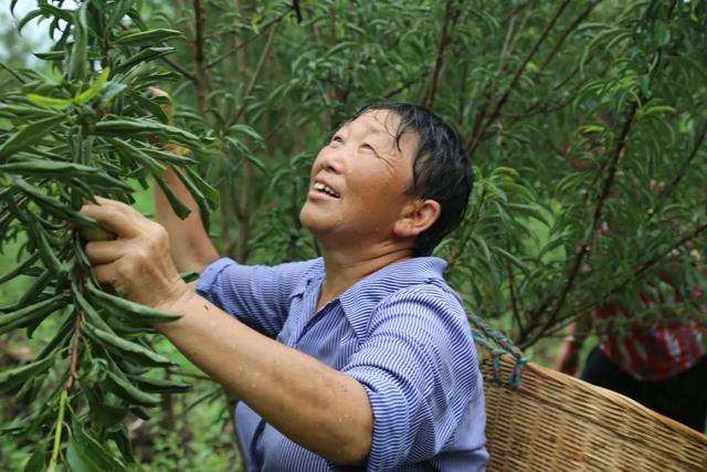 终于等到“李”，镇子镇宝庆村蜂糖李成熟了