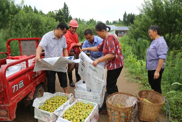 终于等到“李”，镇子镇宝庆村蜂糖李成熟了