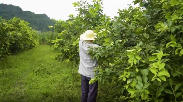 干拱村：乡村蝶变美如画，文明新风徐徐来！第一书记为其代言