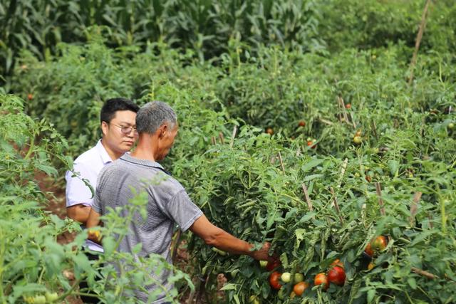 驯龙镇黄河村：产业助力脱贫攻坚见成效