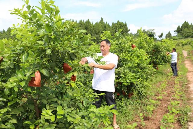 量身定制帮扶措施，安岳菩堤村扶贫攻坚见实效