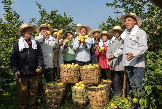 安岳：“柠檬之都”柠檬出口量逆势增长