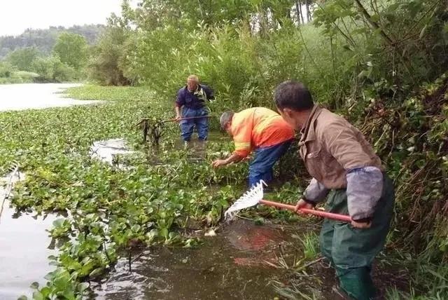 安岳河道治理成效如何？一组对比照带你看岳阳河等河道的变化