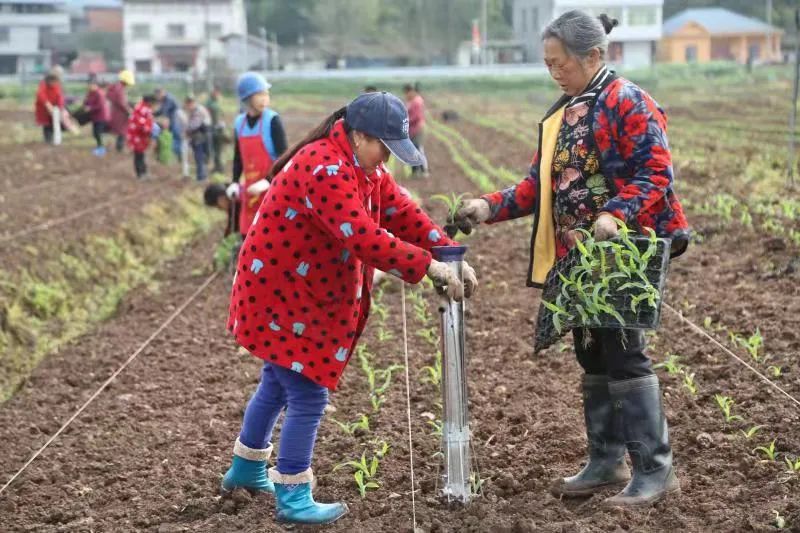 扩种两千余亩：安岳县石羊镇粮食扩面增收取得实效
