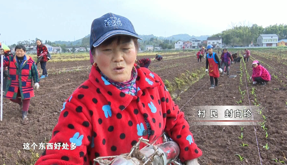 石羊镇：人勤春来早，农民春耕忙