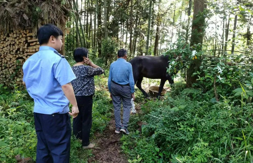 隆回金石桥派出所：寻回走失马匹