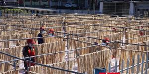 隆回横板桥镇：手工红薯粉丝铺就产业致富路